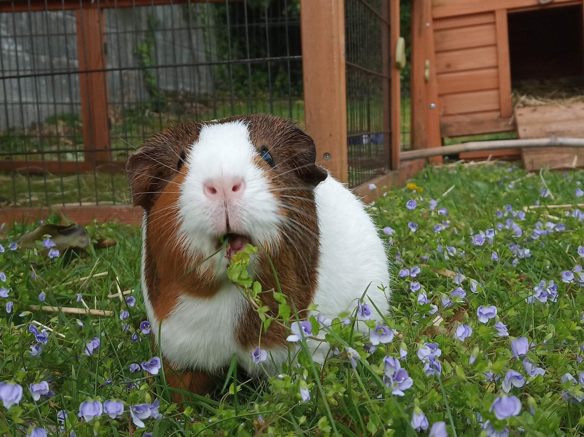 Eavan O'Dochartaigh tweet media