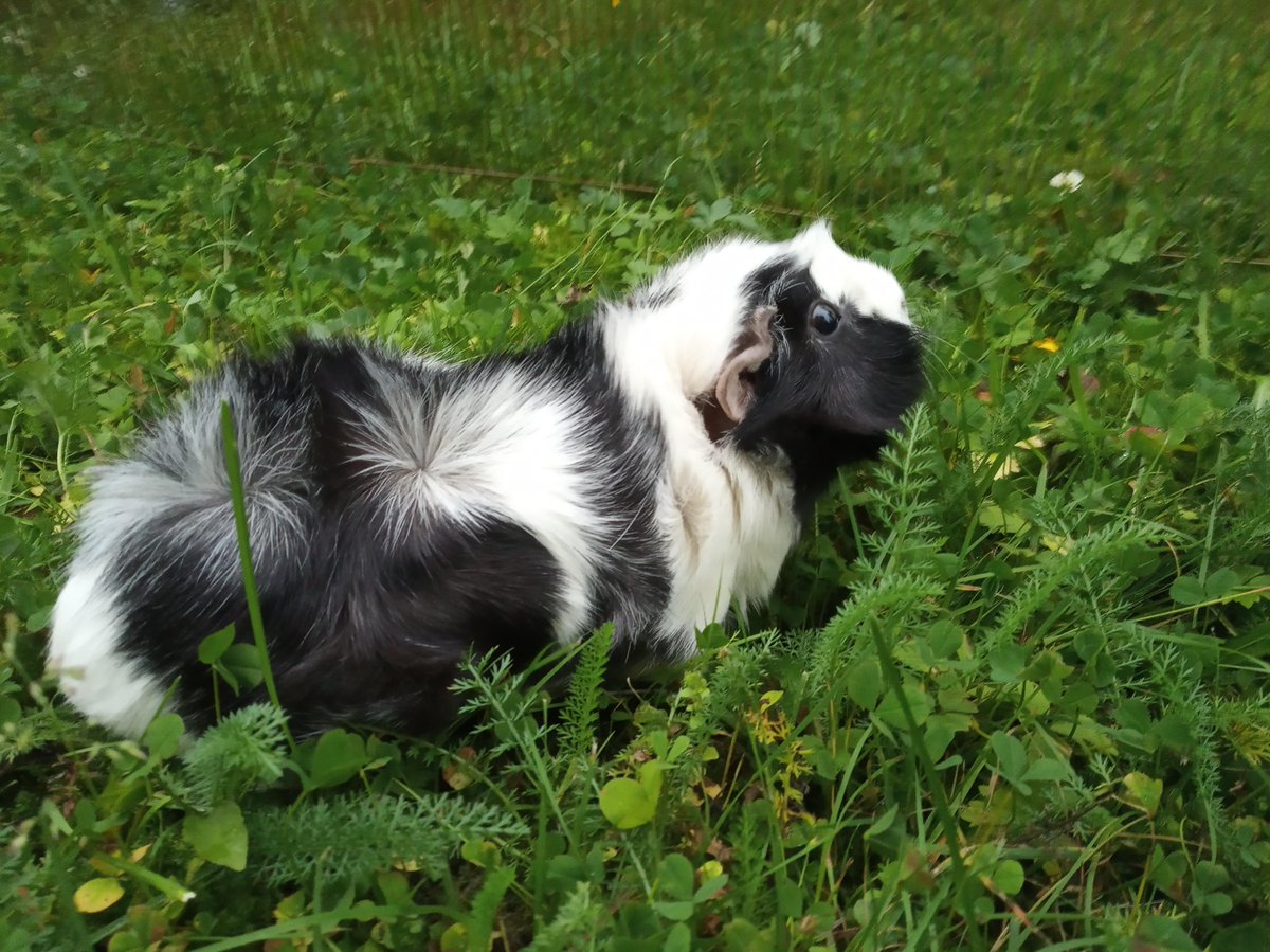 Eavan O'Dochartaigh tweet media