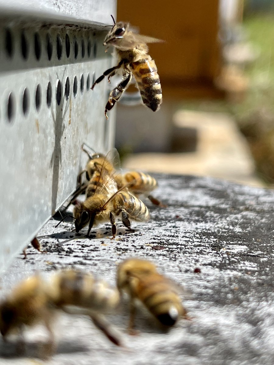 Association Confidences d'Abeilles tweet media