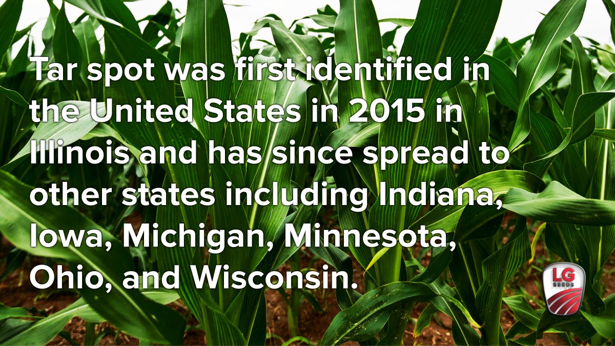 LGSeeds's tweet photo. Did you know that tar spot, a fungal infection, can reduce corn yields? Stay informed on prevention and treatments by reading our blog. 🌱 #ReliableCompanion  #LGSeeds https://t.co/E0OBpr6N4n https://t.co/6Dc3QZY4UT