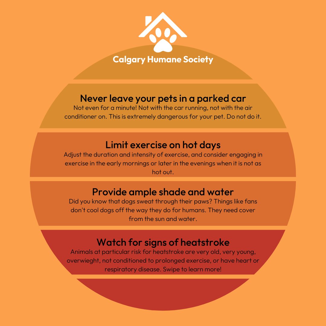 Calgary Humane Society tweet media