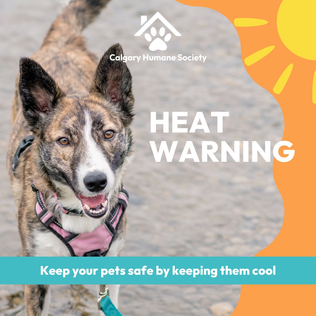 Calgary Humane Society tweet media