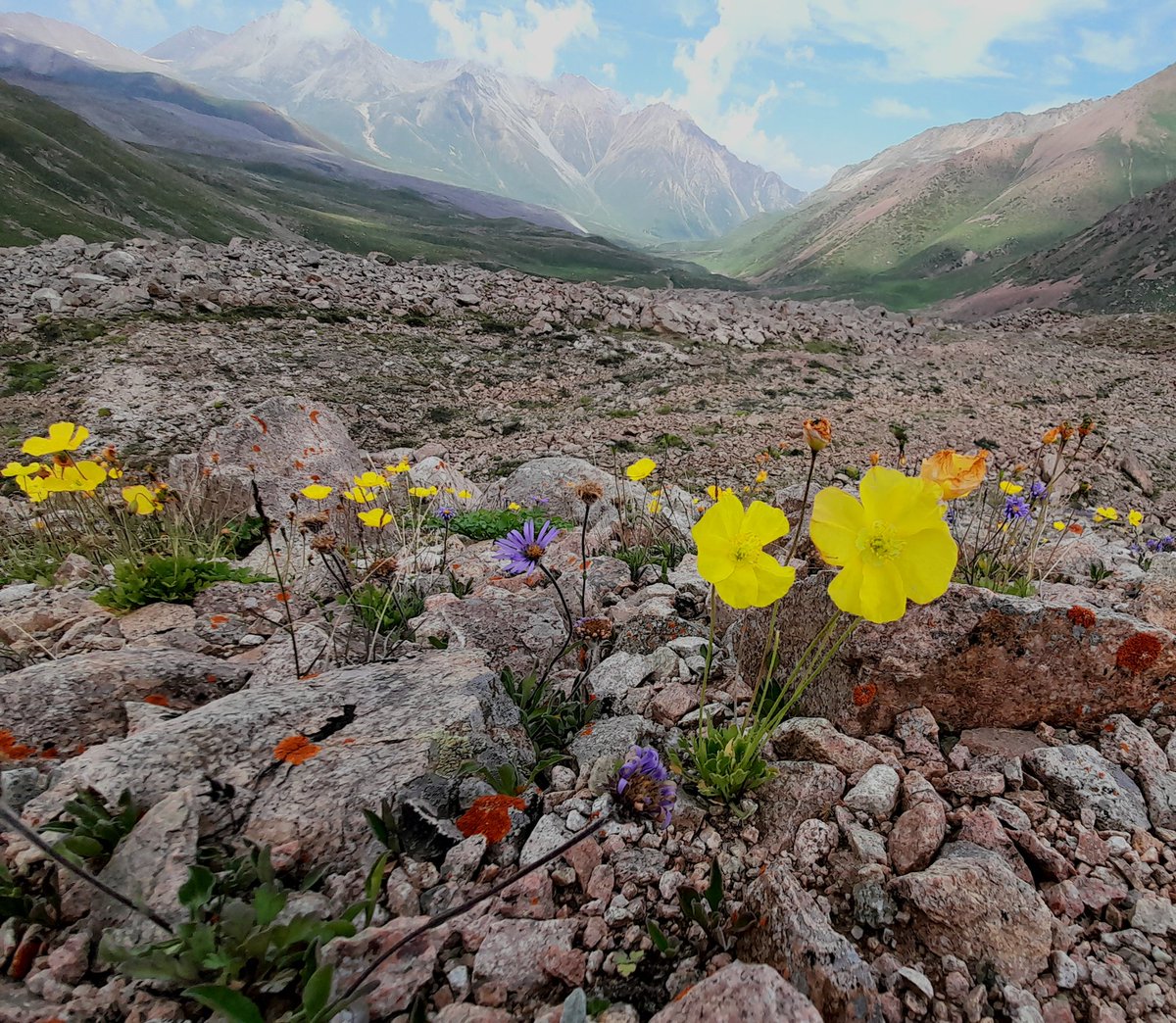 Beautiful views from Gorodetsky rock glacier today, I was amazed to see so many flowers growing on top of these spectacular landforms! A sight you don't get on your normal glaciers!