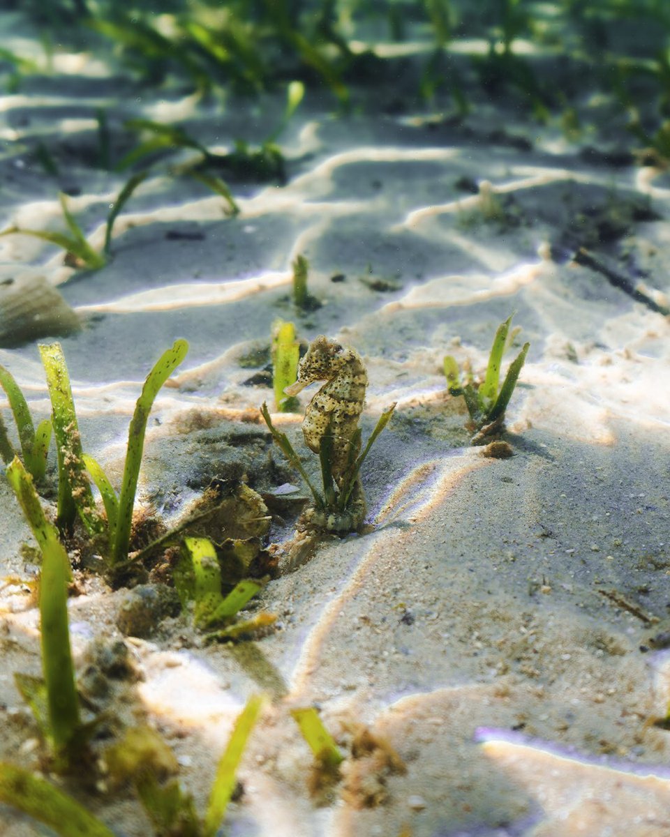Finally found one of the animals that I’ve been searching for for a very long time 🌊🐴

Hidden amongst the small tufts of seagrass, with their tails wrapped tightly around the blades of grass you find the unmistakable face of a seahorse.