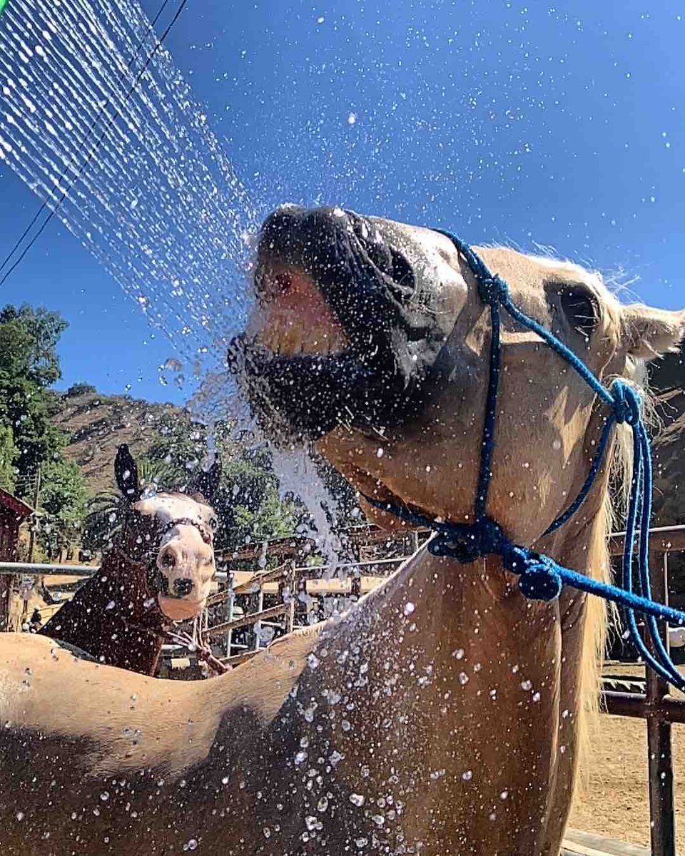 SunsetRanchLA's tweet image. Stay hydrated y’all #sunsetranchhollywood #summer2023 #hollywood