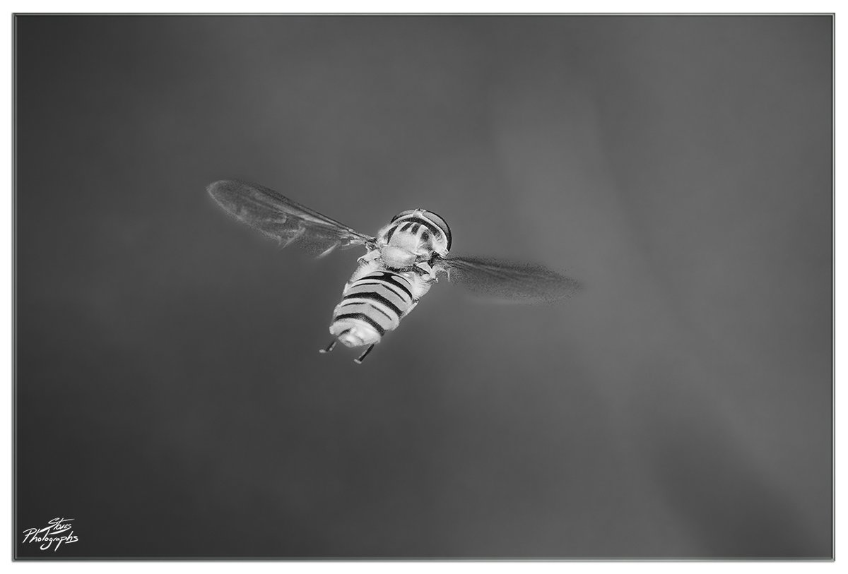 Excuse me is this the way to the #BlackAndWhiteMacro weekend @BNW_Macro 'Hovering Hoverfly' 🐝📸

#TwitterNatureCommunity #MacroHour #NatureInBlackAndWhite #Wildlife #Insects #FliesAreBeautiful