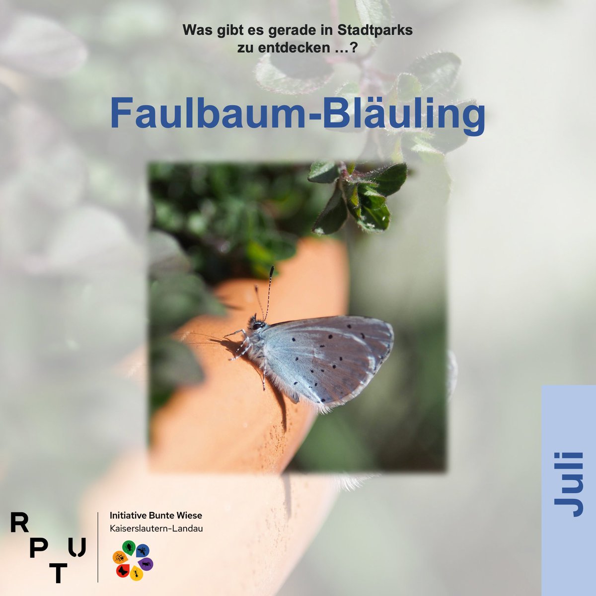 BunteWieseKLLD's tweet photo. Die #BunteWieseLandau präsentiert: der Faulbaum-#Bläuling, unser Insekt im Juli. Als #Kulturfolger verlässt er für artenreiche Parks und Gärten seinen bevorzugten Lebensraum, lichte Wälder.
#BunteWiese #Landau #Lycaenidae #Celastrina #CelastrinaArgiolus #Biodiversität #Bläulinge https://t.co/wAxijJYLV9
