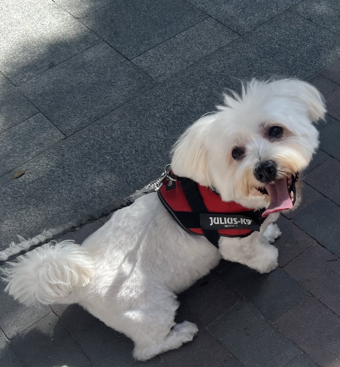 Sandramargets's tweet photo. #DiaMundialDelPerro 😍🐶 https://t.co/pVxfnMoyLf