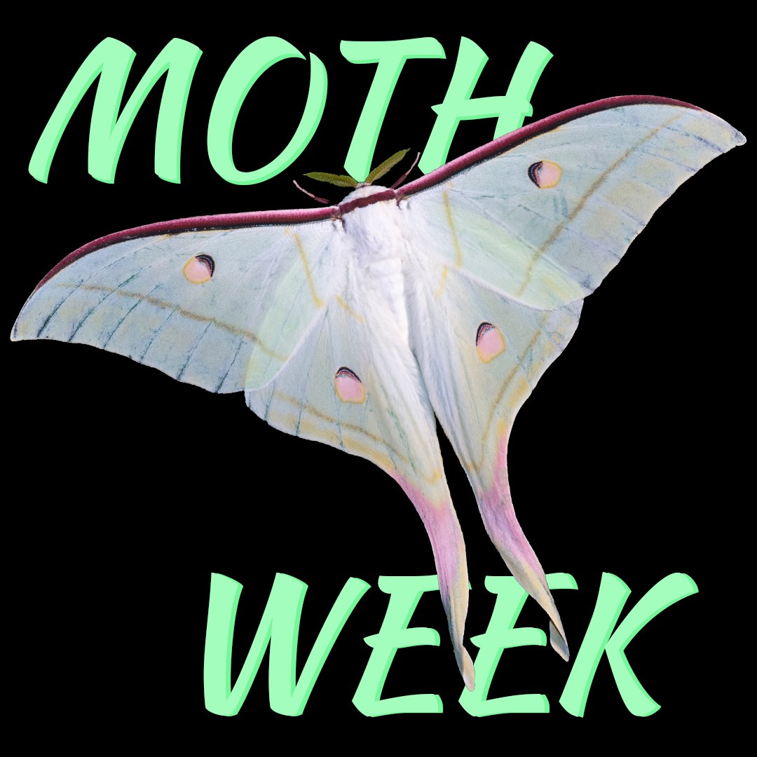 NCAquariumFF's tweet photo. National Moth Weeks starts Saturday! If you geek out like we do about nature, join NC Moth Week July 22-30 and be a community scientist by observing, photographing and uploading your nature finds. Find out more and join today: https://t.co/8Bk9pO8Czr
#ncmothcount https://t.co/LfI6RMIaAF