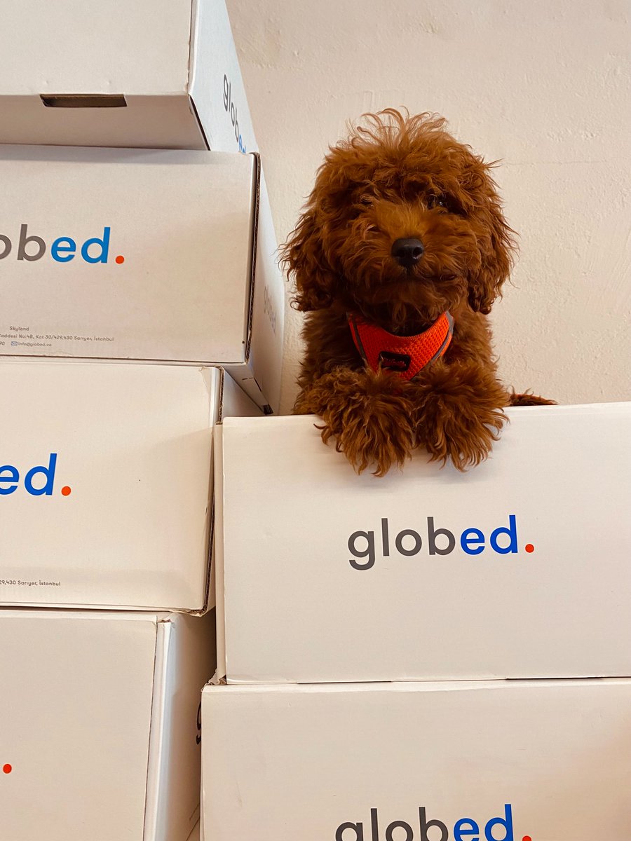 Yeni eğitim öğretim yılında öğrencilerle buluşacak Globed paketlerimizi hazırlarken pozitif enerji eklemeyi de ihmal etmiyoruz!

#lifeatglobed #globedteam #globedtenyears #globed