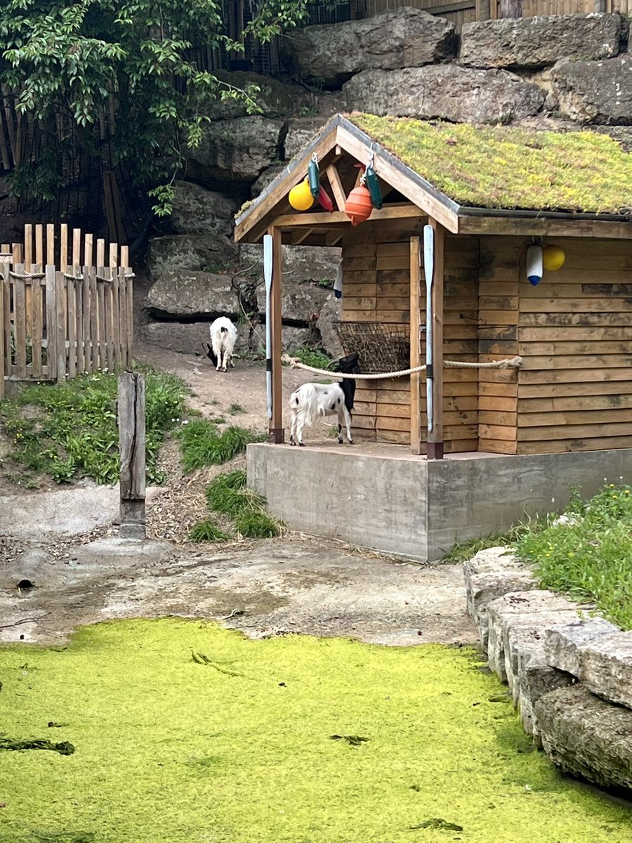 Only1Jeanne's tweet image. #Chessington