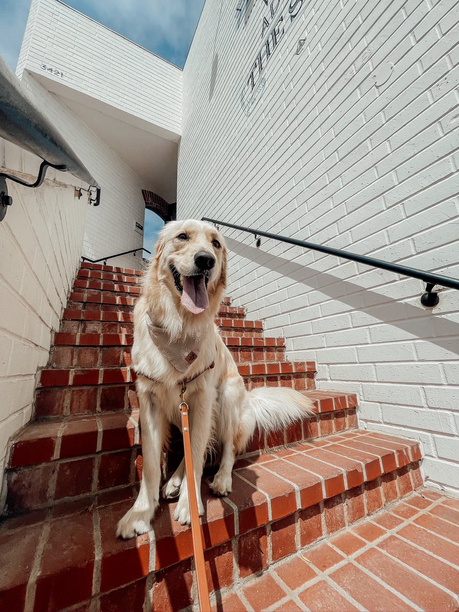 We did it pups and pawrents, it’s Friday!!

What does everyone have cooking this weekend??

#dogsoftwitter #goldenretriever