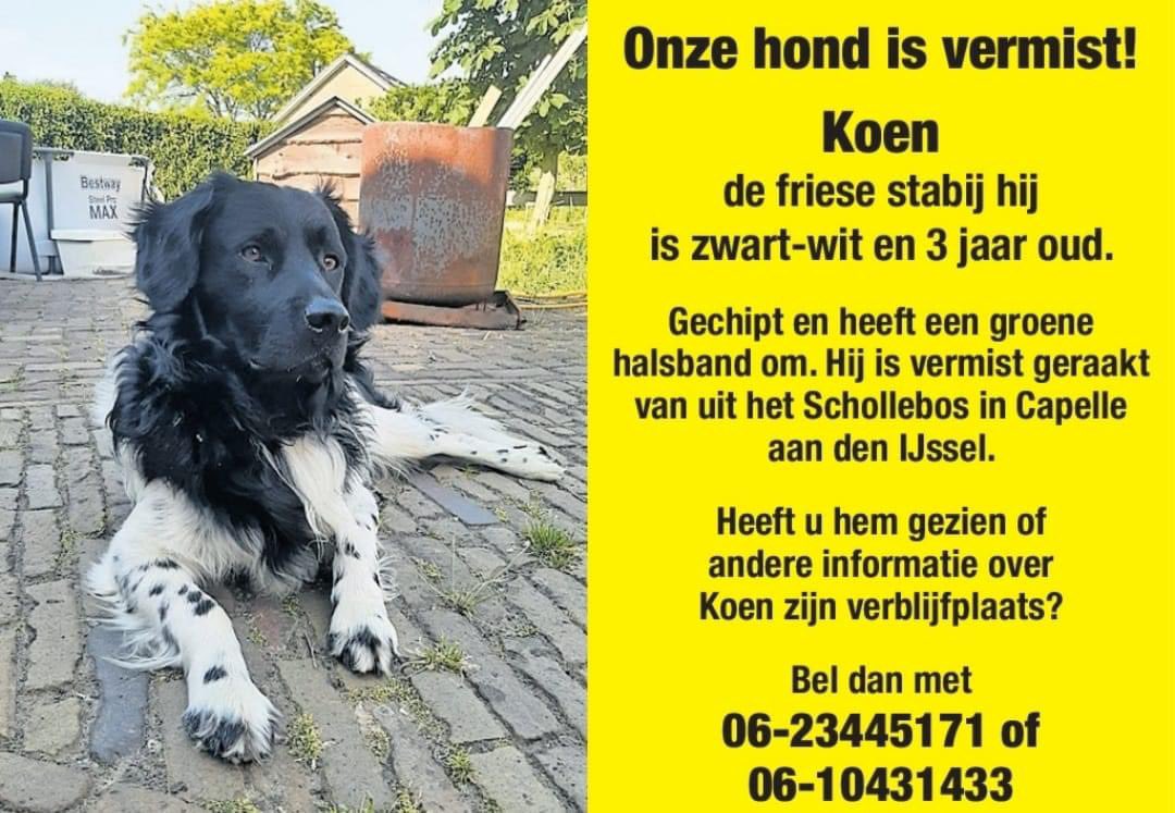 De #hond #Koen is nog steeds vermist.
Koen is in het #Schollebos in #CapelleaandenIJssel waarschijnlijk geschrokken van een quad die daar door het bos scheurde. Dit gebeurde op 16-07-2023.
Woont u in deze buurt, zoek aub dan mee! 

Retweet = lief! 🙏🏼