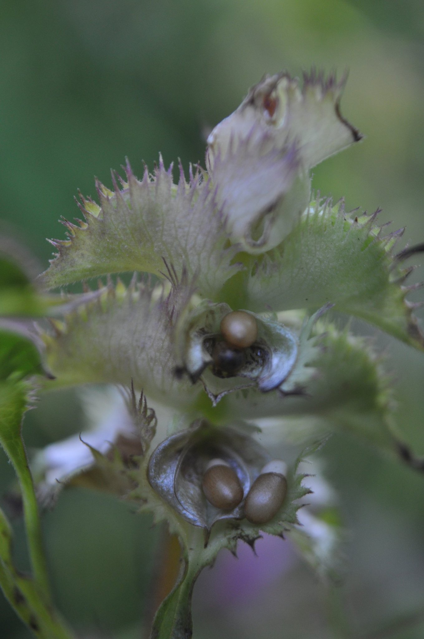 Brian Laney on Twitter "BSBIbotany Kew_MSBUK with permission and
