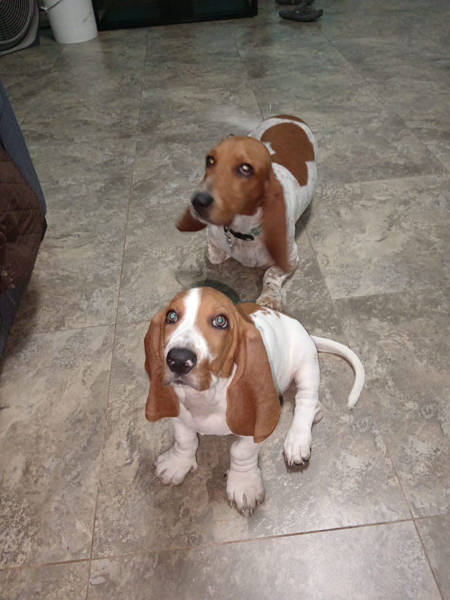 Laura Samudio tweet media