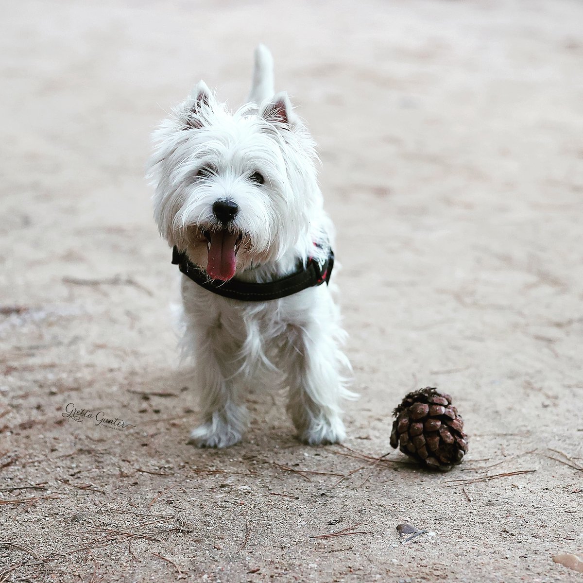 Muchas felicidades, Rosca! #DiaMundialDelPerro