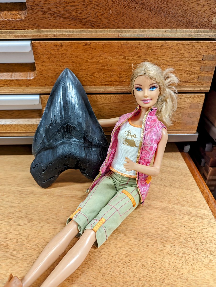 Everyone is talking about #Barbenheimer But I'm excited about <a href="/MegMovie/">Meg 2</a> next month after seeing some #megalodon teeth with <a href="/NHM_FossilFish/">NHM Fossil Fish</a> Anyone else looking forward to this? 
#FossilFriday #shark #fossil #themeg