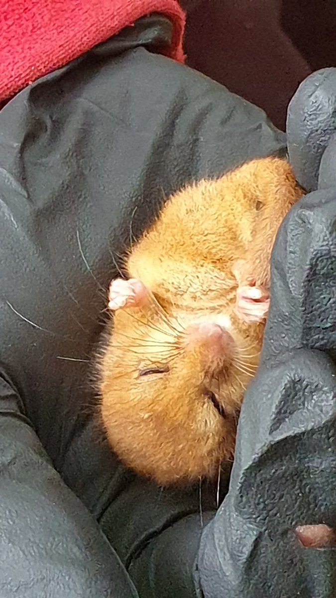 Leics&RutlandMammalGroup tweet media