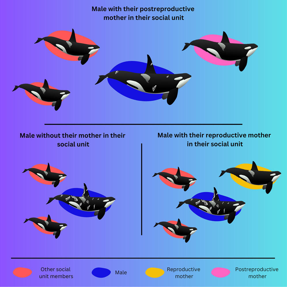 ElsevierConnect's tweet photo. This protective behavior wasn't as evident towards female offspring.
The research sheds light on the complexities of orca society and the influence of maternal relationships on their well-being.
Mummy’s boys through and through!
#OrcaResearch #MaternalInfluence #NatureStudy https://t.co/9PY7w8BbGE