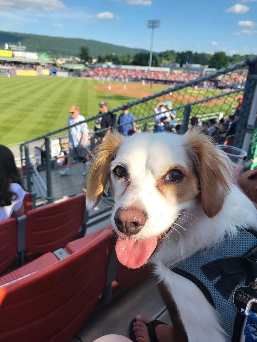 AMoratelli13's tweet photo. @IronPigs #LVCorgi #IronPigs #cavachon #MeetSawyer #BrownFloppyEars #LovesBaseball https://t.co/YxKBhz9u4j