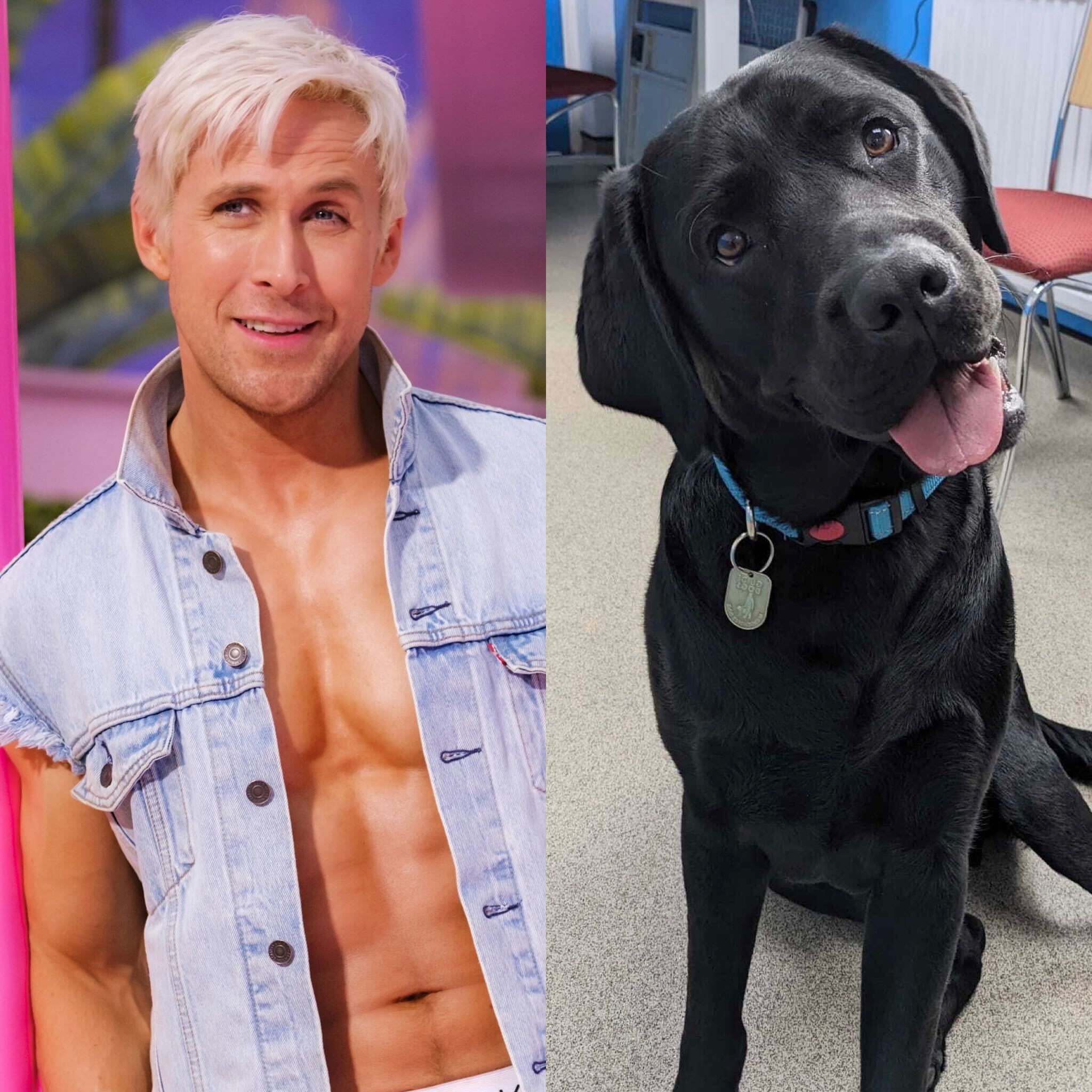 Guide Dogs on Twitter "Who's giving better Kenergy? Real Ken or guide