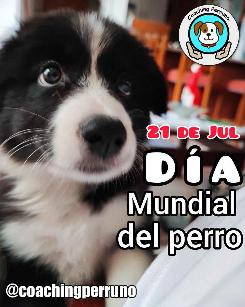 coachingperruno's tweet photo. Hoy es el día Mundial del perro, compártenos una foto de tu perro con su nombre
#perros #dogs #mascotas #petsoftheday #petstagram #dogstagram #coachingperruno #funnypets #pets #ilovedogs🐶 #petslovers #funnydogs #dogslovers  #dogtrainer #diamundialdelperro https://t.co/2KI4x5cJdU