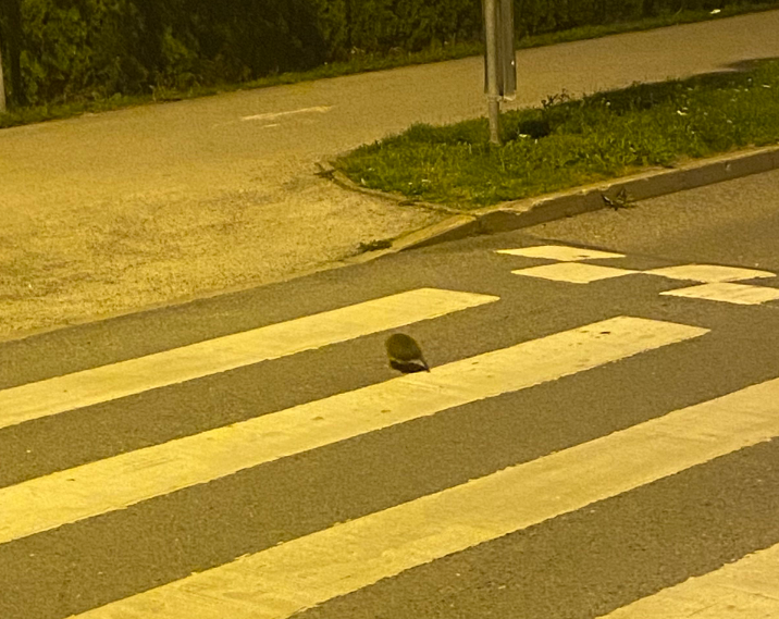 ⚠️ATTENZIONE ⚠️ Hedgehog using the crosswalk