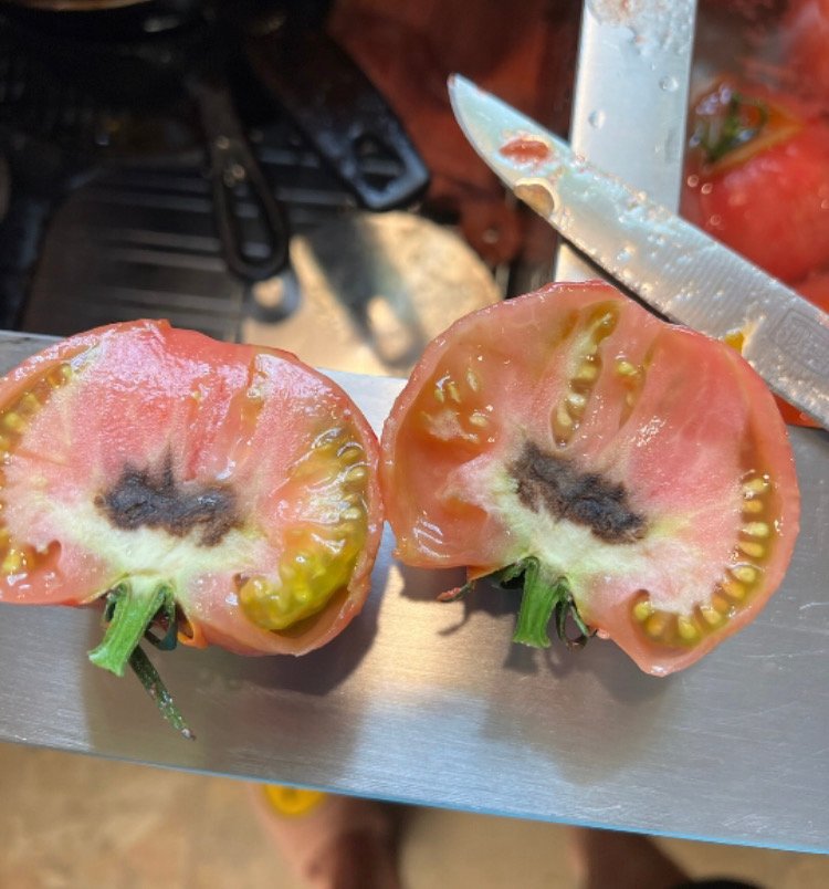 Popular inquiry this week: tomatoes that are pretty on the outside and brown inside. Prolonged extremely wet, overcast, humid, hot weather limits the plant's ability to move water through transpiration, which means calcium can't reach the fruit. Internal blossom end rot. #MSUext