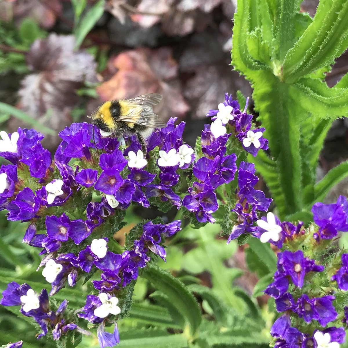 keithtesterliv1's tweet image. The courgette glut carries on here at The Devon Patch, along with a couple of nice visitors to the garden!
#devonpatch #courgettes #butterfly #bee #statice #flowers