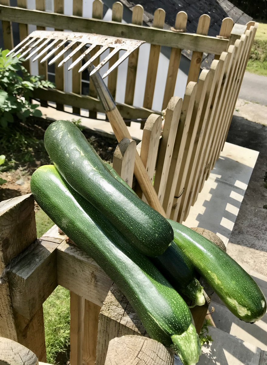 keithtesterliv1's tweet image. The courgette glut carries on here at The Devon Patch, along with a couple of nice visitors to the garden!
#devonpatch #courgettes #butterfly #bee #statice #flowers