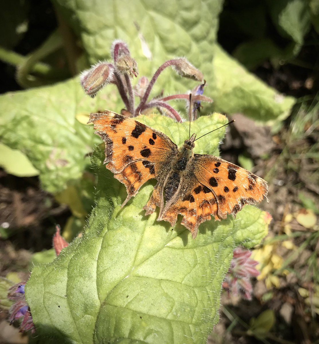 keithtesterliv1's tweet image. The courgette glut carries on here at The Devon Patch, along with a couple of nice visitors to the garden!
#devonpatch #courgettes #butterfly #bee #statice #flowers