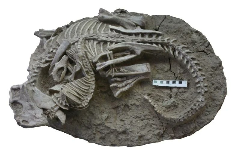 DeArcheoloog's tweet image. In het tijdperk van de #dinosauriërs waren #zoogdieren niet alleen prooidieren zoals blijkt uit deze  vondst van een zoogdier dat zo'n 125 miljoen jaar terug een  #dinosaurus aanviel. Door een #vulkaanuitbarsting is de afdruk ervan bewaard gebleven.
kijkmagazine.nl/science/gevech…