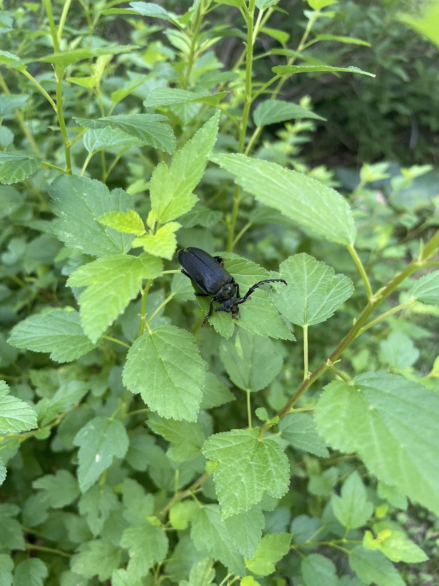 Surprise long-horned beetle says Happy Fridayyyyy