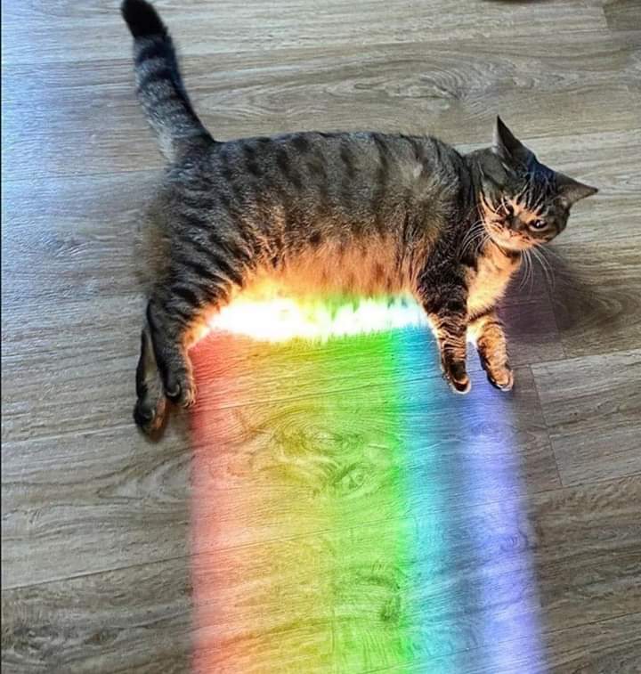 Why you should have a cat (@shouldhavecat) on Twitter photo 