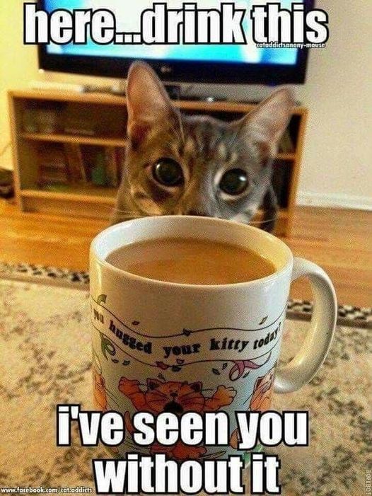 Um, a cat actually doing something for a human???
Can I trust this cup of coffee??? Does the cat want to take over the house? Should I make him take a sip first??? https://t.co/LVhiRpLIkm