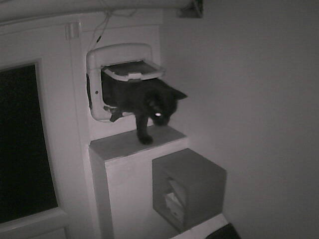 PepitoTheCat's tweet image. Pépito is back home (23:46:12)