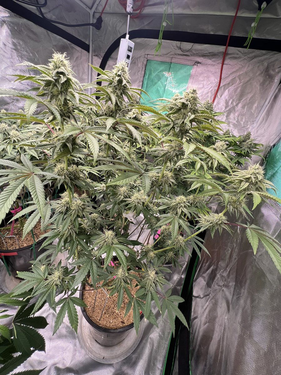 Gas_Mann420's tweet photo. Solfire : Hood Candy π #Walipini #SolfireGardens #CommenGround #WeedMob #CannaLand #cannabisindustry #HomeGrowers https://t.co/DBCHD2cmEC