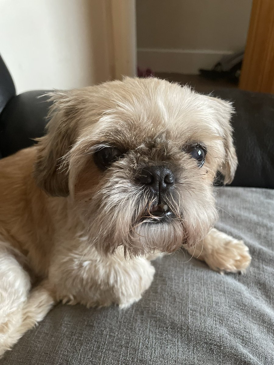 AgzPNE's tweet photo. @whaniesgirl @Rossalini22 Donโt think Iโd let my mumโs (@Wardept1polly sorry mum!) two in mine for that reason regardless of cuteness #fluffballs https://t.co/99baXe7DSN