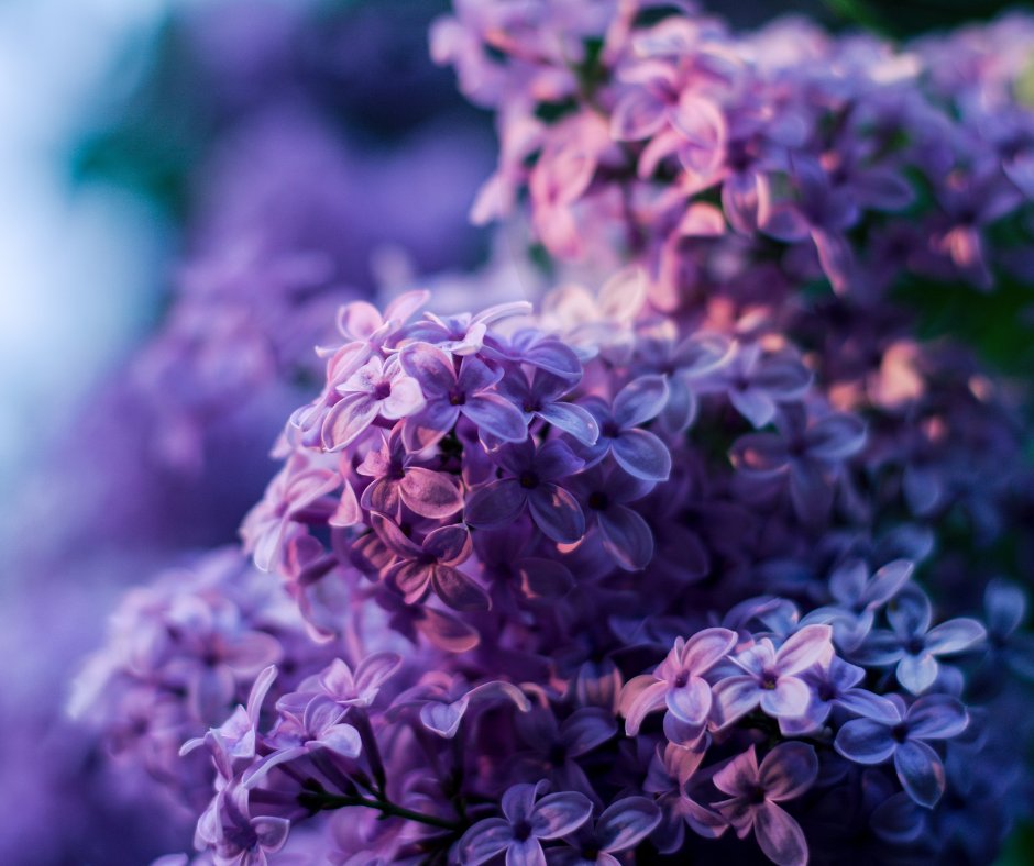 Did you know that lilac is a flowering plant you can plant safely in your backyard in bear country?
Visit our list of trees and shrubs recommended for planting here in the Bow Valley.

biosphereinstitute.org/recommended-sp…