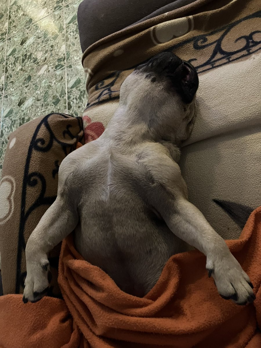 dxchavez's tweet photo. @DiloConPerritos Este se llama Balu panza arriba https://t.co/sSnxdSGMtD