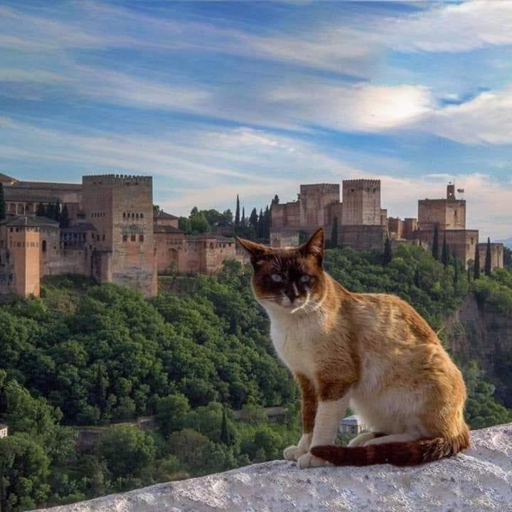 قالت هنا الحمراء زهوُ جدودنِا 
فاقرأ على جدرانها أمجادي