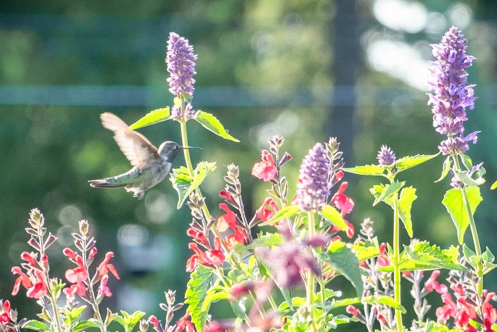 cornellfarm's tweet photo. Did you know? 🤔 Anna's hummingbirds can fly more than 50 mph in search of nectar-rich flowers and insects! Check out our blog post for ideas to help you support these miniature avian marvels using a palette of native and non-native plant: https://t.co/PWYwnYfEpX 🌺 https://t.co/DngmTFKKgt