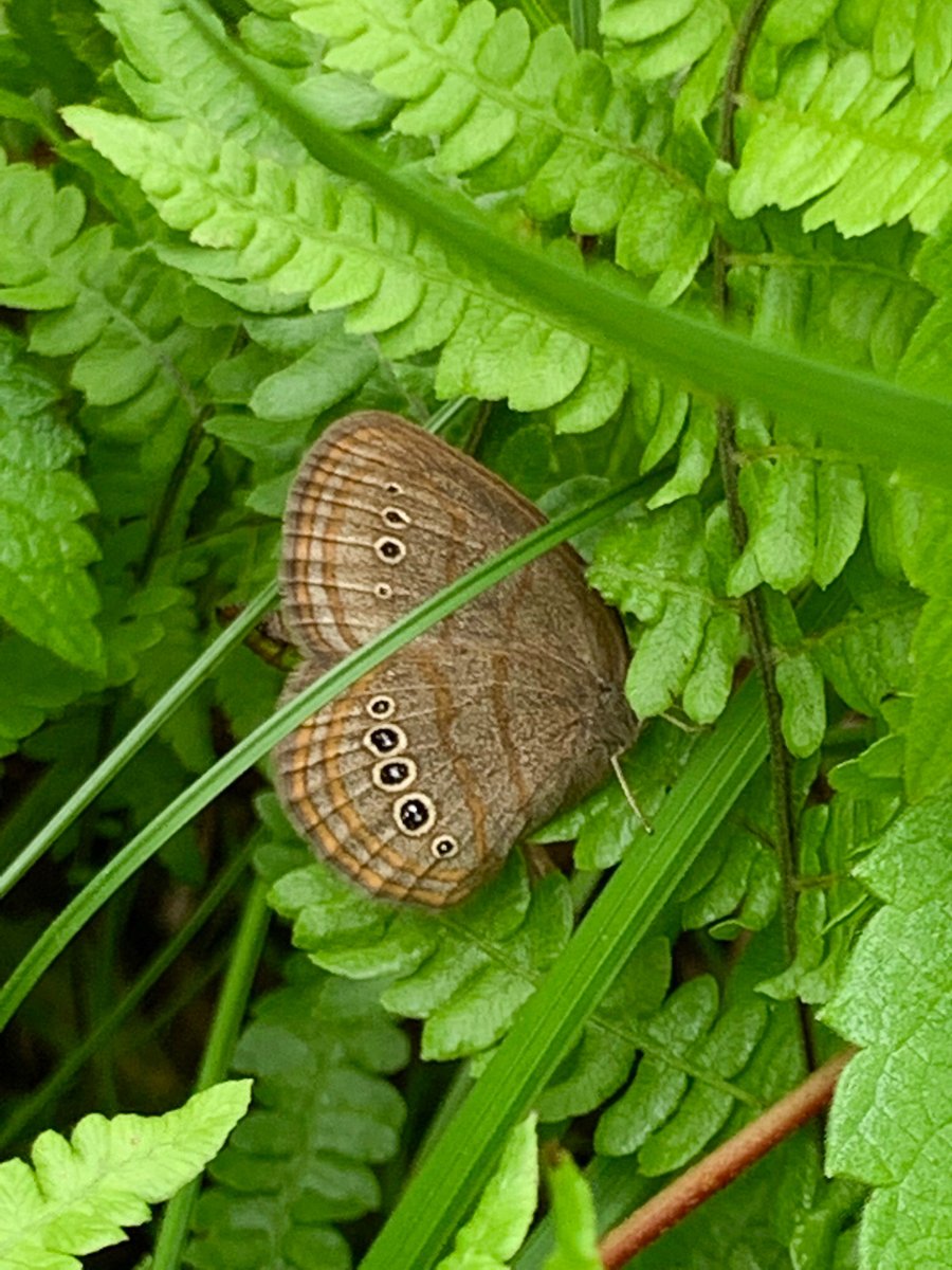 KalamazooNature's tweet photo. KNC staff spotted two Mitchell's satyr, one of the world's rarest #Butterflies, this week at Sarett Nature Center. Together with @USFWS, @MichiganNFI, SNC, and @JBZOOGR, KNC is part of a coalition working to save this species from extinction. https://t.co/LEeKqoBlpX https://t.co/H6ueKTK40u