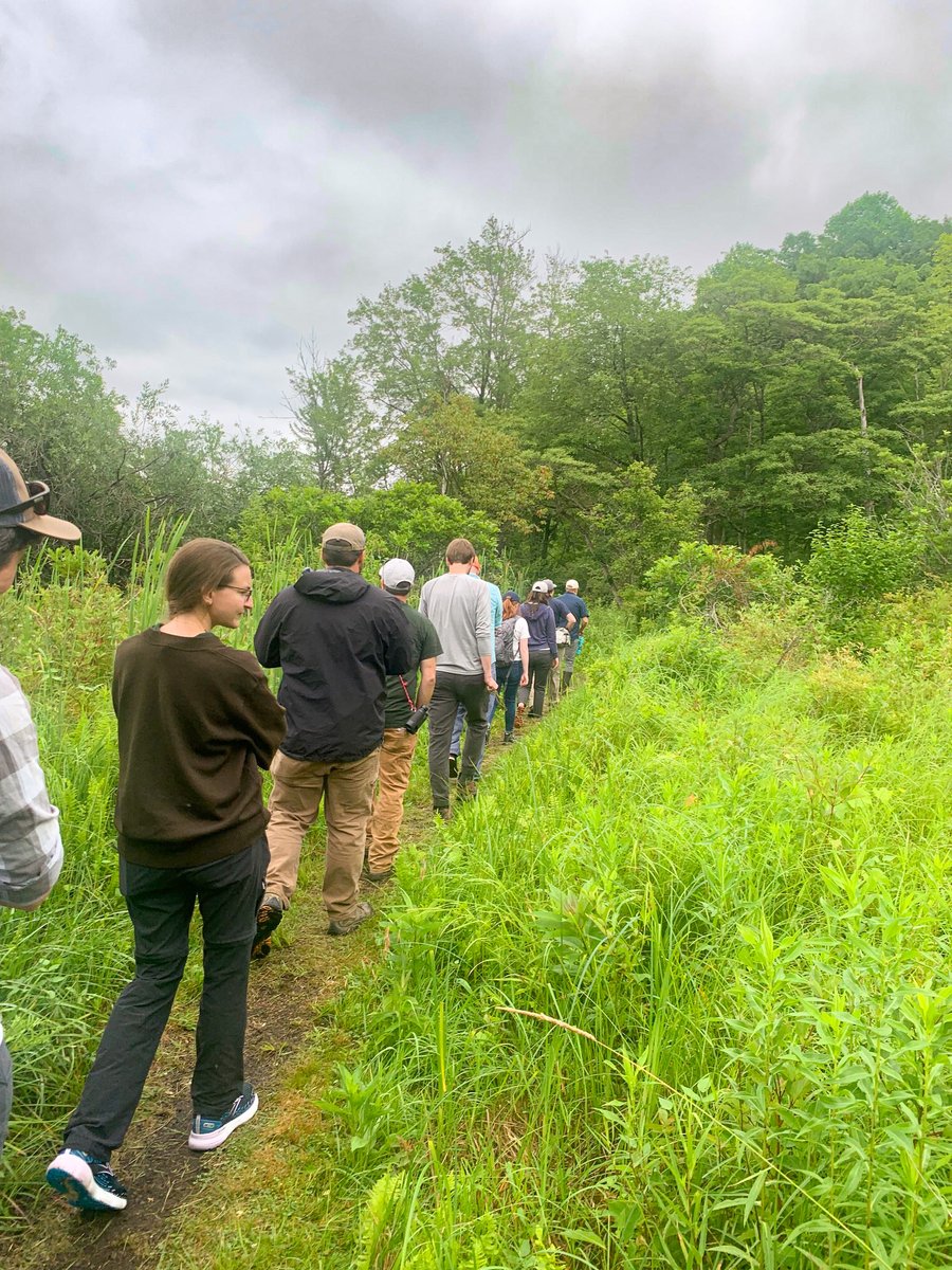 KalamazooNature's tweet photo. KNC staff spotted two Mitchell's satyr, one of the world's rarest #Butterflies, this week at Sarett Nature Center. Together with @USFWS, @MichiganNFI, SNC, and @JBZOOGR, KNC is part of a coalition working to save this species from extinction. https://t.co/LEeKqoBlpX https://t.co/H6ueKTK40u