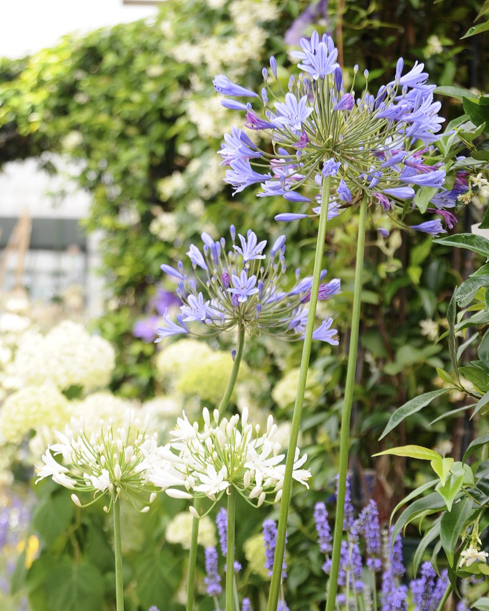 GardenCentreSc1's tweet photo. Focus sur l'agapanthe 💜 Cette belle plante vivace fait partie des végétaux que nous pouvons observer au abord de la Méditerranée. Avec ses hampes florales violettes ou blanches, elle offre à votre jardin un air méridional tout en attirant les insectes polinisateurs. #schilliger https://t.co/HMuwongMQX