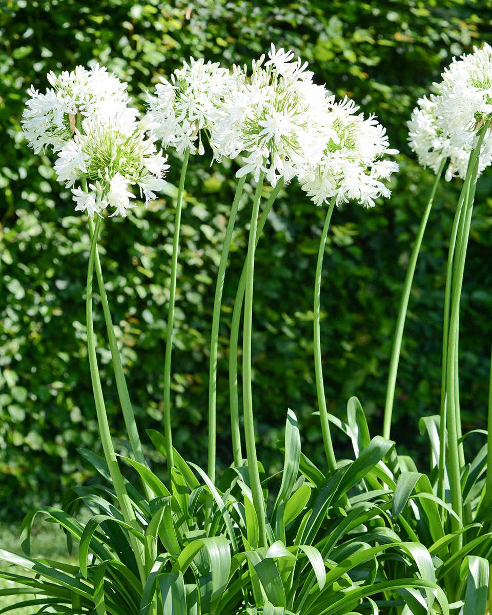 GardenCentreSc1's tweet photo. Focus sur l'agapanthe 💜 Cette belle plante vivace fait partie des végétaux que nous pouvons observer au abord de la Méditerranée. Avec ses hampes florales violettes ou blanches, elle offre à votre jardin un air méridional tout en attirant les insectes polinisateurs. #schilliger https://t.co/HMuwongMQX