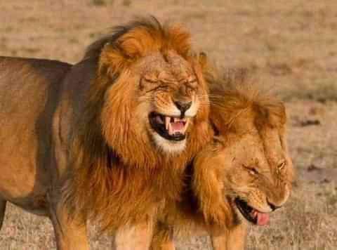 TorresTorre7's tweet photo. Yaani uhuru aliamulia mihadarati kabisa😂😹 https://t.co/xmT1ckORt1
