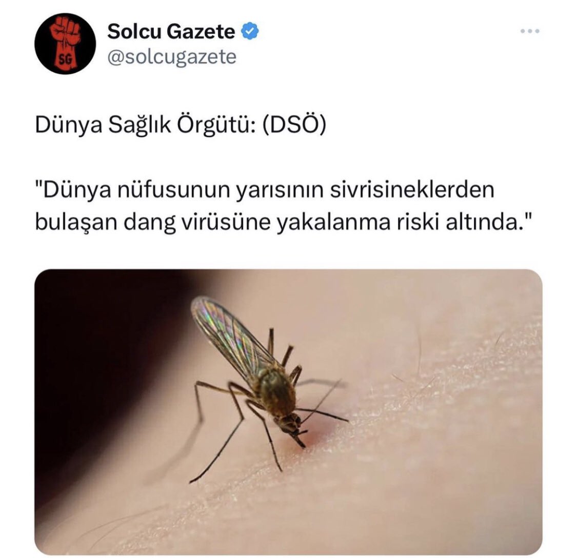 spitangg's tweet photo. Bunları yok etsek hiç bir şey olmaz ama gücümüz yetmiyor  ben günde 10 tane öldürüyorum arkadaşlarını çağırıp gece suikast düzenliyorlar bana https://t.co/K2x0T4A9zv