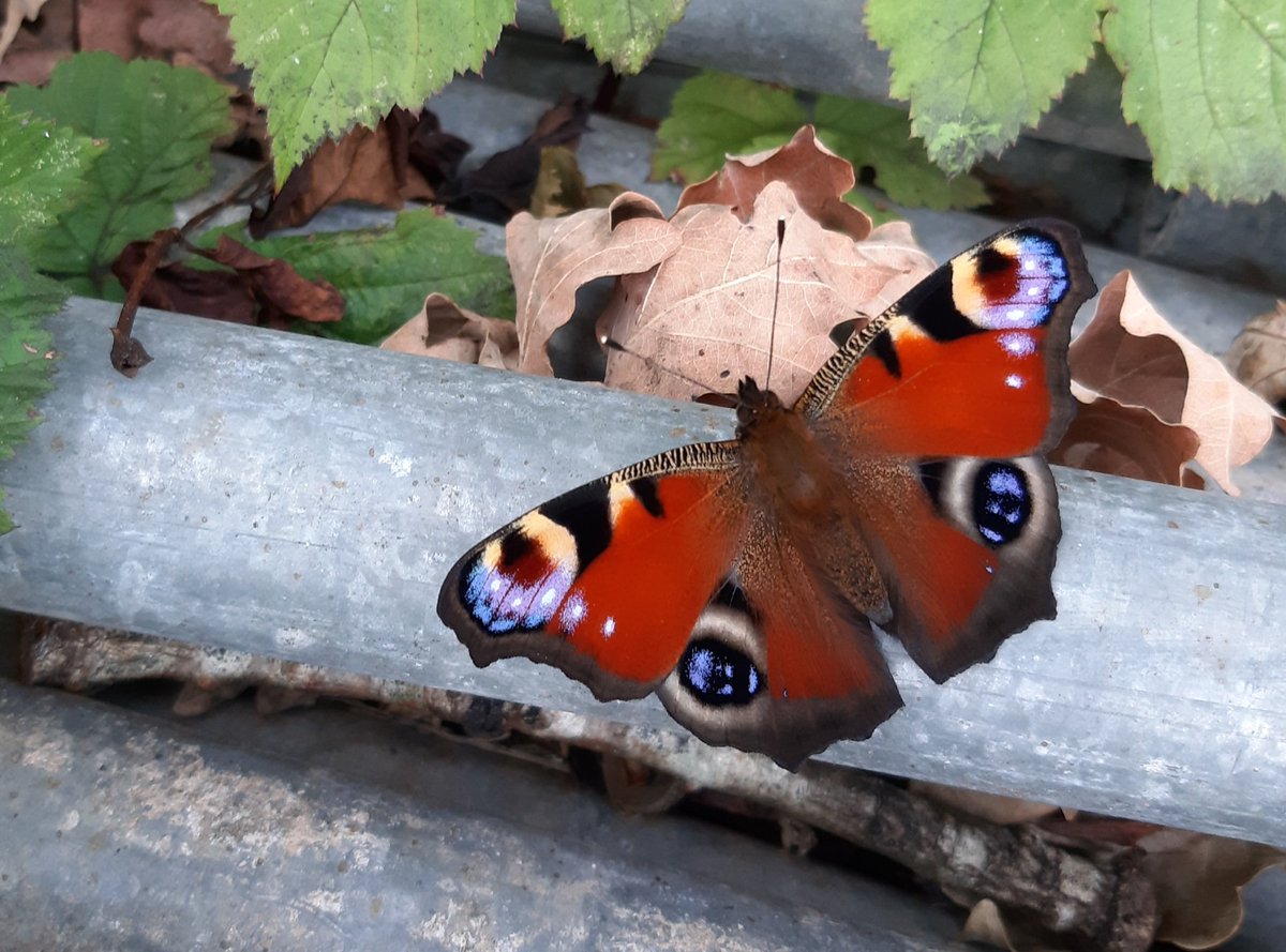 Janet Mee tweet media