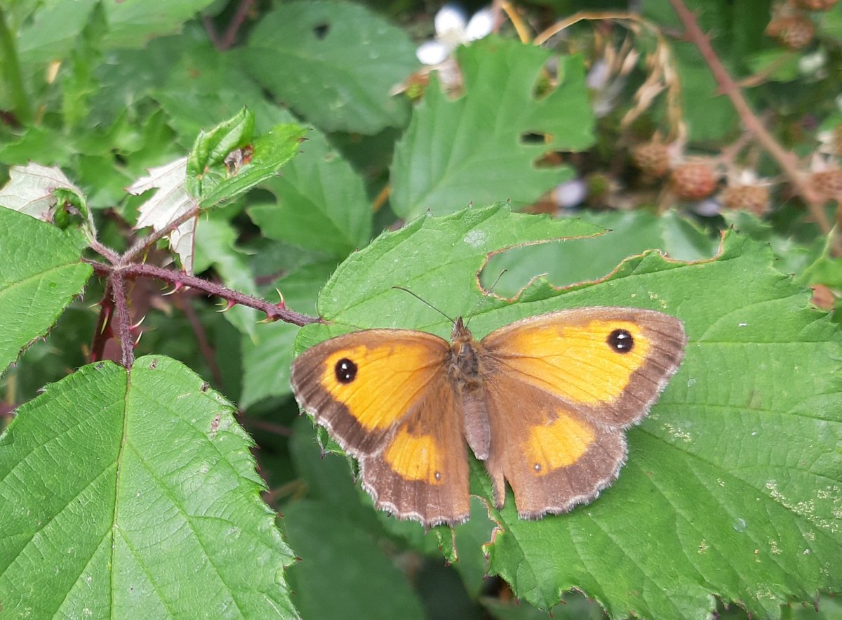 Janet Mee tweet media